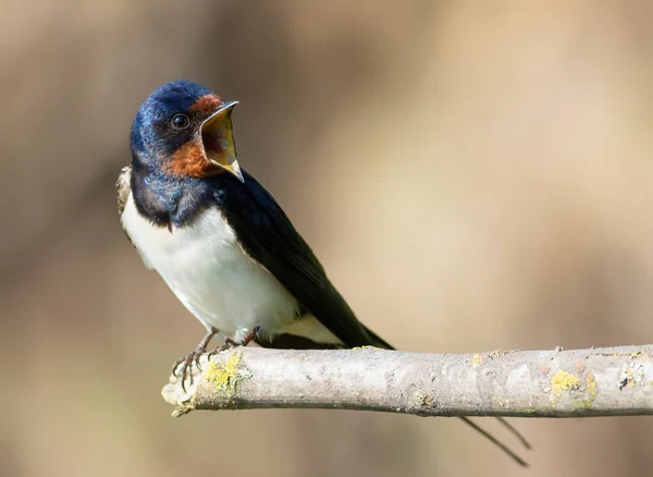 Barn swallow, Hirundo rustica. A bird sits on a branch and sings