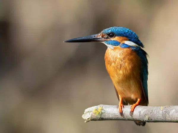 Common Kingfisher Alcedo Atthis Male Sits Branch River — ストック写真