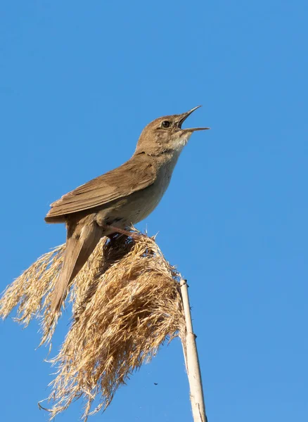 Savi Warbler Locustella Luscinioides Male Bird Sings While Sitting Top — Stok fotoğraf