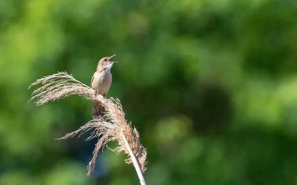 Savi Warbler Locustella Luscinioides Male Bird Sings While Sitting Top — Stok Foto
