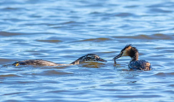 Great Crested Grebe Podiceps Cristatus Bird Feeds Its Chick Fish — 图库照片