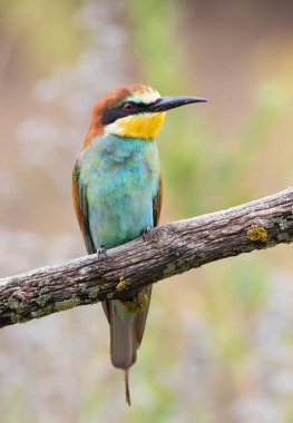 European bee-eater, Merops apiaster. An adult bird sits on a beautiful branch
