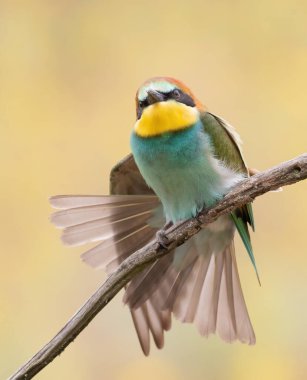 European bee-eater, Merops apiaster. A young bird spreads its tail and wings.