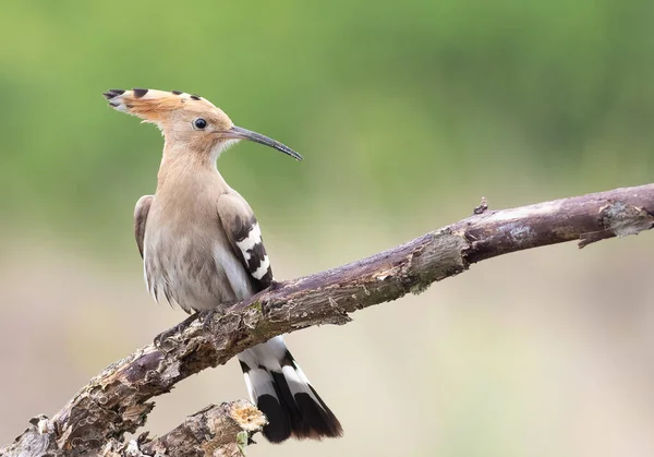 Eurasian Hoopoe Upupa Epops Bird Sits Dry Branch Blurry Background — Fotografia de Stock