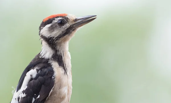 Great Spotted Woodpecker Dendrocopos Major Portrait Close Bird — Stock Photo, Image