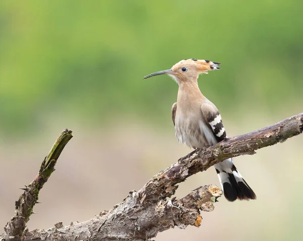 Eurasian Hoopoe Upupa Epops Bird Sits Dry Branch Blurry Background — Stockfoto