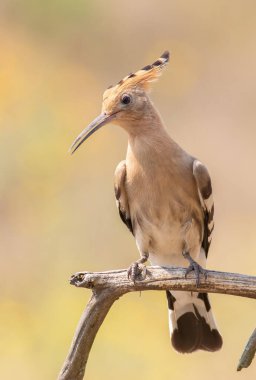 Eurasian hoopoe, Upupa epops. A bird sits on a dry branch