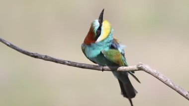 Avrupalı arı yiyici, Merops apiaster. Bir kuş bir dala oturur, tüylerini fırçalar ve uçar gider.