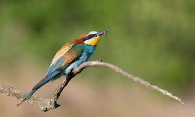 European bee-eater, Merops apiaster. A bird holds a prey in its beak. Close-up