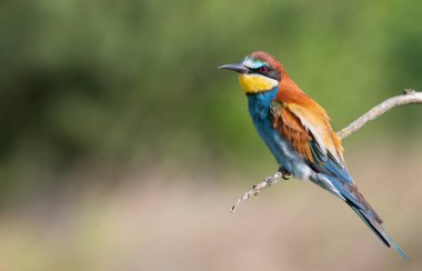 European bee-eater, Merops apiaster. Close-up of the bird against a beautiful blurred background