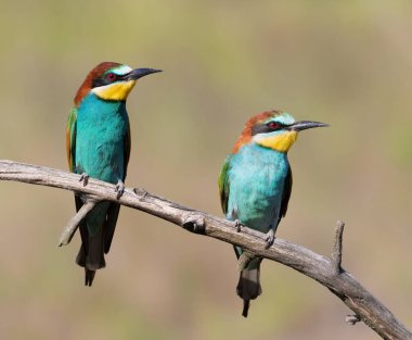 Avrupalı arı yiyici, Merops apiaster. İki kuş bir dalda oturuyor. Erkek ve kadın.