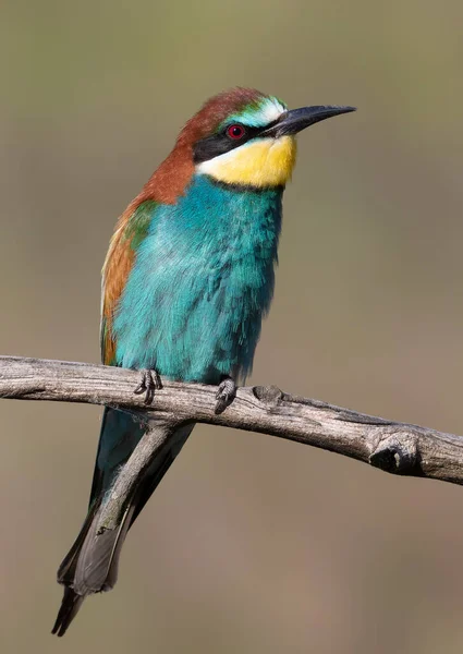 European Bee Eater Merops Apiaster Close Bird Beautiful Blurred Background — стоковое фото