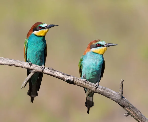 Comedor Abelhas Europeu Merops Apiaster Dois Pássaros Estão Sentados Num — Fotografia de Stock