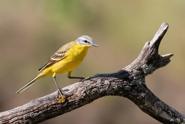 Západní Žlutý Ocas Motacillova Flava Pták Sedí Větvi Krásném Pozadí — Stock fotografie