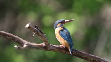 Ortak balıkçı, Alcedo bu işte. Dişi erkeği çağırıyor, sonra uçup gidiyor.