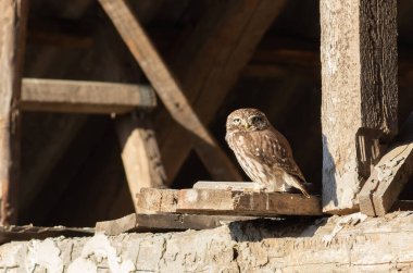 Küçük baykuş, Athene Noctua. Bitmemiş bir evin çatısının altında bir kuş oturuyor.