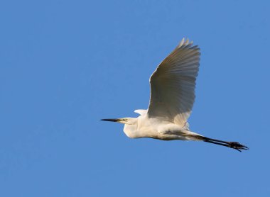 Büyük balıkçıl, Ardea Alba. Mavi gökyüzüne karşı uçan bir kuş