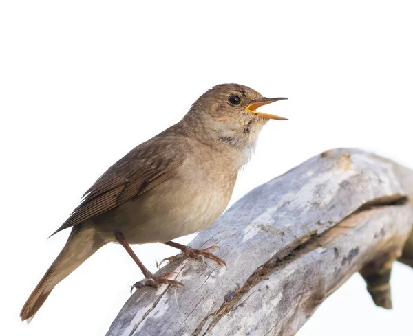 Thrush Nightingale Luscinia Luscinia Bird Sits Old Log White Background — Stock Photo, Image