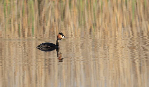 Μεγάλη Crested Grebe Podiceps Cristatus Ένα Πουλί Επιπλέει Ένα Ποτάμι — Φωτογραφία Αρχείου