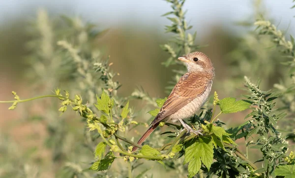 Pie Grièche Dos Rouge Lanius Collurio Jeune Oiseau Est Assis — Photo