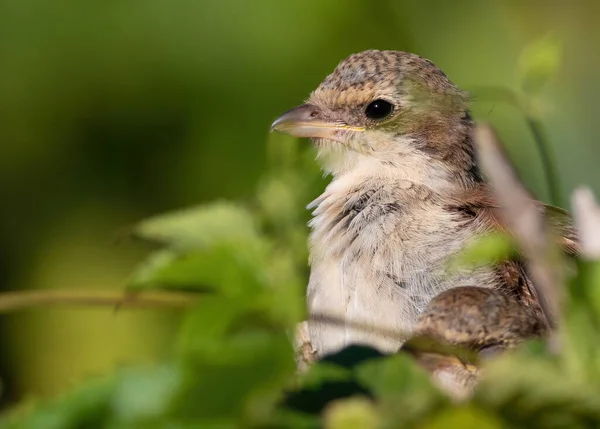 Rotrückenwürger Lanius Collurio Ein Junger Vogel Sitzt Auf Einem Ast — Stockfoto