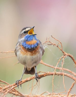 Bluethroat, Luscinia svecica. Bir kuşun yakından, erkek güzel bir arka planda şarkı söyler.