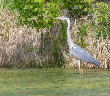 Gri balıkçıl, Ardea Cinerea. Kıyıya yakın bir gölette bir kuş duruyor.