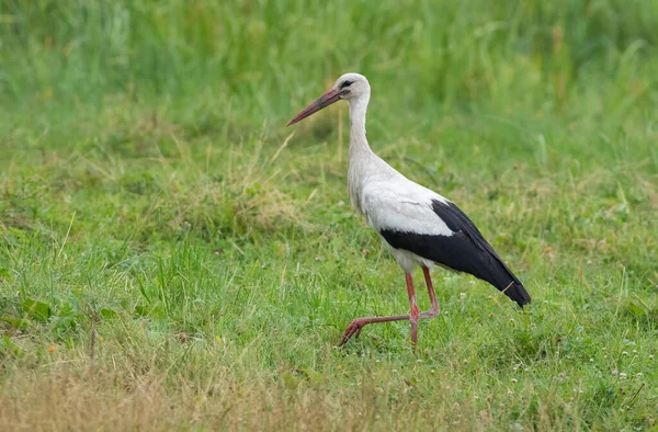 Beyaz Leylek Ciconia Ciconia Bir Kuş Nehir Kıyısında Yiyecek Aramak — Stok fotoğraf