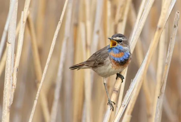 Bluethroat Luscinia Svecica Singing Bird — Stock Photo, Image