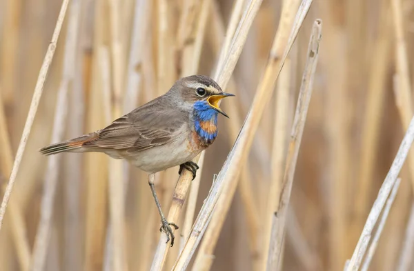 Bluethroat Luscinia Svecica Male Bird Sits Reed Stalk Sings — Stock Photo, Image