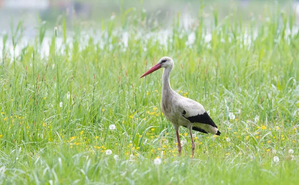 Fehér Gólya Ciconia Ciconia Egy Madár Áll Magas Fűben Folyó — Stock Fotó