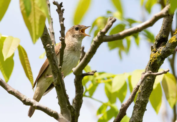 Zorzal Ruiseñor Luscinia Luscinia Pájaro Cantor Sienta Una Rama Árbol — Foto de Stock