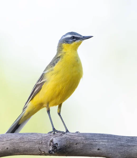 Western Yellow Wagtail Motacilla Flava Male Bird Sits Thick Dry — Stock Photo, Image