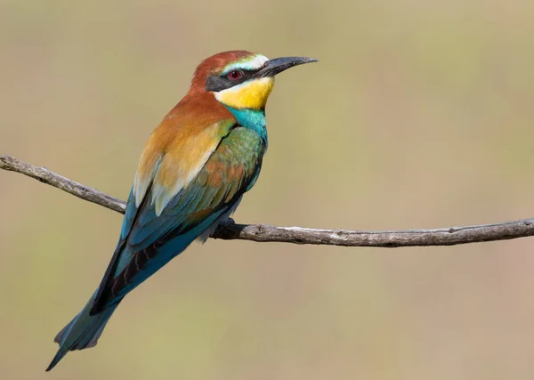 ヨーロッパの養蜂家 Merops Apapaster 細い枝にカラフルな鳥が座っています — ストック写真