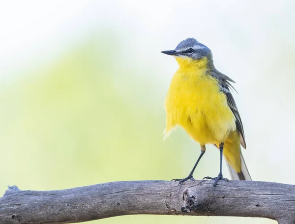 Western Yellow Wagtail Motacilla Flava Male Bird Sits Branch Wind — Stock Photo, Image