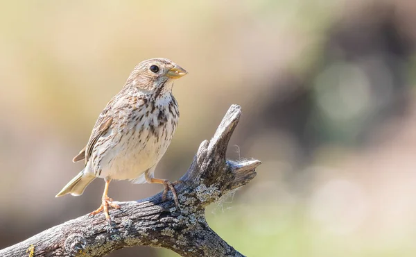 Bruant Maïs Emberiza Calandra Oiseau Mâle Est Assis Sur Une — Photo