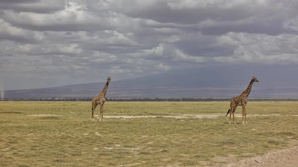 Zwei Anmutige Giraffen Stehen Der Afrikanischen Savanne Lange Hälse Vor — Stockfoto