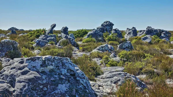 Bizarre Gray Spotted Boulders Stunted Green Vegetation Background Blue Sky — Stock Photo, Image
