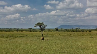 Uçsuz bucaksız Afrika savanasında bir çift vahşi aslan. Yeşil çimenler ve ağaçlar her yerde. Uzakta, bulutlu gökyüzünün arka planında dağlar görülebilir. Kenya. Masai Mara Parkı.