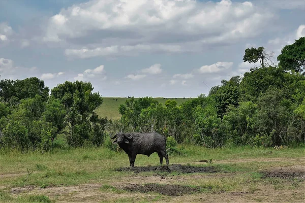 Búfalo Selvagem Está Savana Africana Animal Completamente Coberto Com Uma — Fotografia de Stock