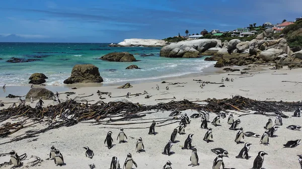Koloni Vilda Pingviner Bor Boulders Beach Kapstaden Fåglar Går Sanden — Stockfoto