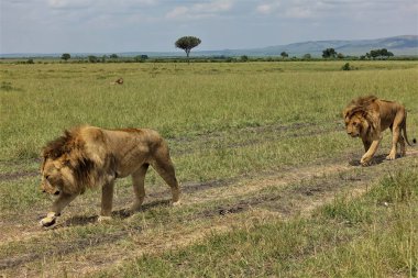 İki vahşi aslan Afrika ovasında bir yol boyunca yürüyorlar. Kabarık yeleli. Başlar eğik. Yeşil çimlerin üzerinde yatan başka bir hayvan var. Kenya. Masai Mara Parkı