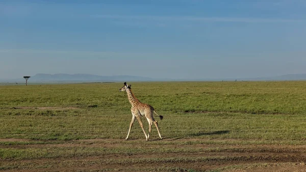 Ein Giraffenbaby Läuft Einen Pfad Der Grenzenlosen Afrikanischen Savanne Entlang — Stockfoto