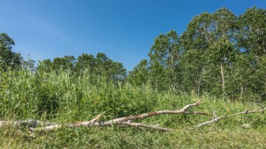 Güneşli bir yaz günü. Bir orman açıklığında, yemyeşil çimenlerin arasında, kırık kuru bir dal uzanıyor. Mavi gökyüzüne karşı yeşil ağaçlar. Kamçatka..