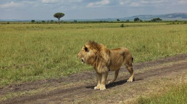 Güzel bir vahşi aslan Afrika ovasında toprak bir yolda duruyor. Ağız açık. Alkollü yeleler. Yeşil çimenler ufka kadar uzanıyor. Kenya Maasai Mara Parkı