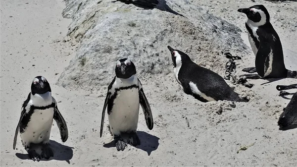 Grupp Afrikanska Pingviner Boulders Beach Kapstaden Svartvita Fåglar Sitter Och — Stockfoto
