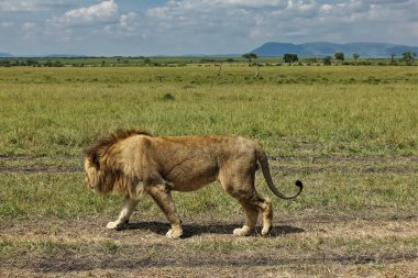 Güzel bir yetişkin aslan Afrika savanasında yürüyor. Yan görüş. Yeşil çimenler ufka kadar uzanıyor. Bulutlu bir gökyüzüne karşı bir dağ sırası. Kenya. Masai Mara Parkı