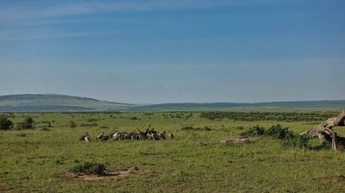Uçsuz bucaksız bozkırın yeşil çimlerinde bir grup leş yiyen akbaba ölü antilopların üzerinde toplandı. Kuşlar ziyafet çekiyor. Tepeler mavi gökyüzüne karşı. Kenya. Masai Mara Parkı