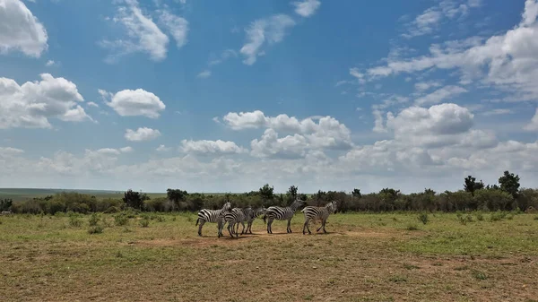 一群野生斑马站在非洲草原上的绿草上 蓝天上有如画的积云 肯尼亚 Masai Mara公园 — 图库照片