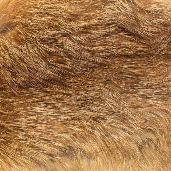 Fluffy Fox Fur Texture Red Whitish Hairs Background Full Screen — Stock Photo, Image